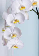 Fototapeta na wymiar White orchids over lite blue wall