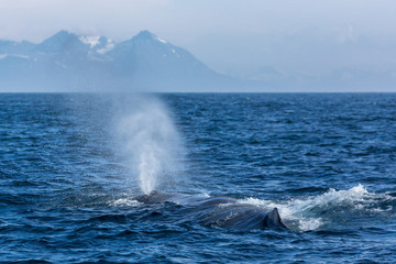 The sperm whale with fountain in the ocean, Norway, mountains in the background