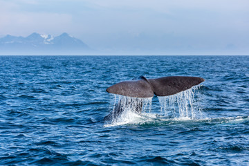 Obraz premium The sperm whale tail with water spray in the ocean, Norway, mountains in the background
