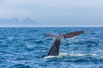 Fototapeta premium The sperm whale tail with water spray in the ocean, Norway