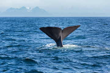 Fototapeta premium The sperm whale tail in the ocean, Norway
