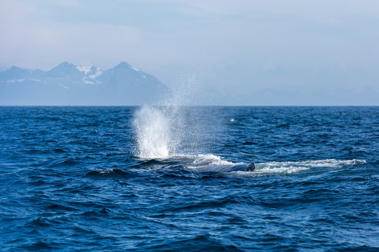 The sperm whale with fountain in the ocean, Norway