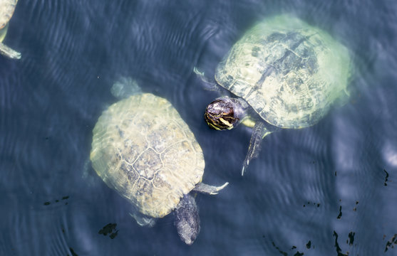 Turtles swim in the pond. Small aquatic turtles in the clear waters of the lake in the Park. 