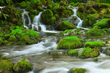 Mountain stream among the mossy stones