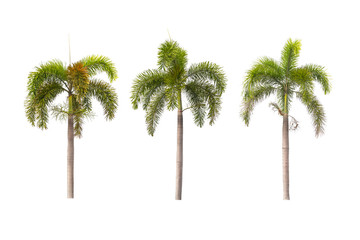 palm trees isolated on white