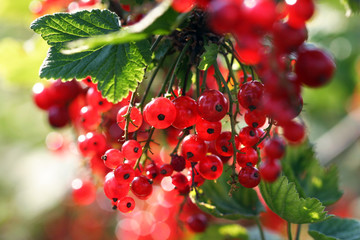 Obraz premium red currant in the garden