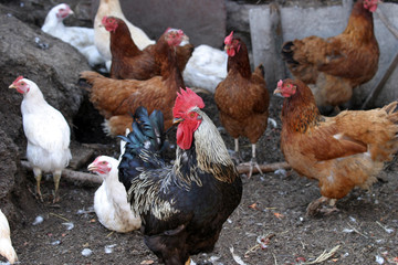 chicken family