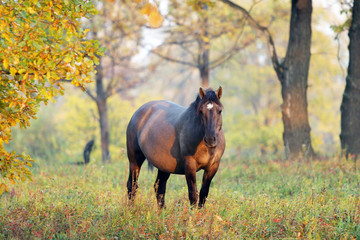 Horse in the autumn forest