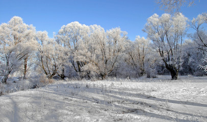 beauty of winter nature