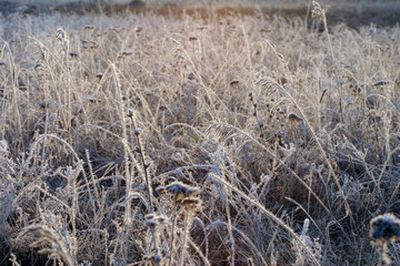 Fototapeta premium szron na trawie