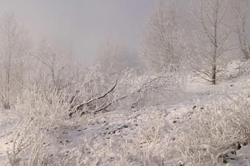 winter landscape