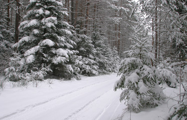 Winter road in the forest