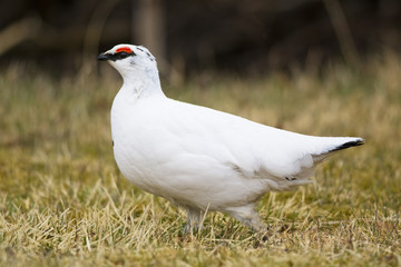Lagopus mutus male