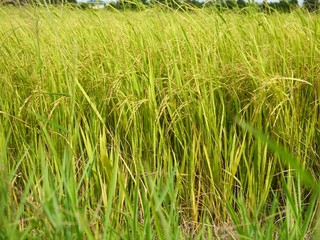 rice