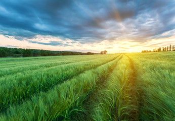 Ripening wheat field and sunrise sky as background