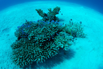 砂地のオアシス