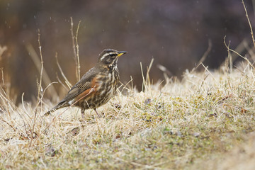 Redwing on the grass in rain