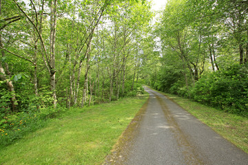 Fototapeta premium View of Empty countryside road with green trees.
