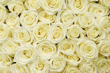 White roses background