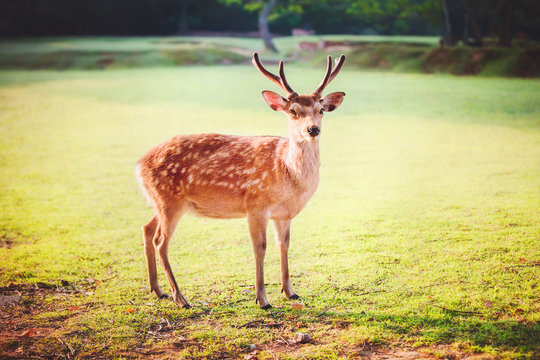 Fototapeta sacred sika deer at Nara park in the morning, Nara, Japan