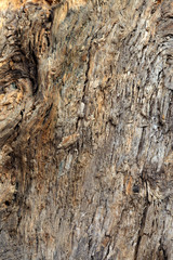 texture of an old tree