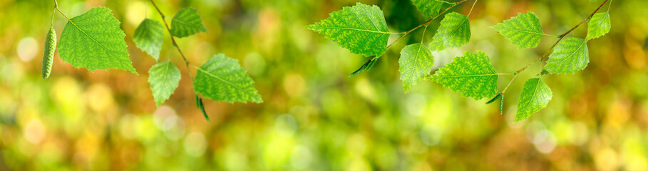 image of birch branches