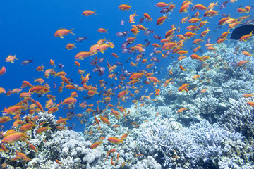 Fototapeta na wymiar colorful coral reef with shoal of fishes anthias , tropical sea