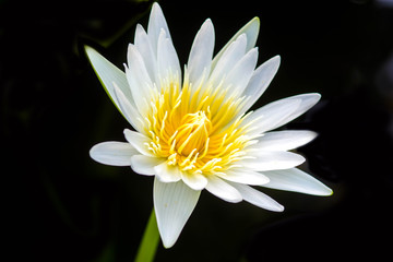 White Yellow Lotus flower on black background
