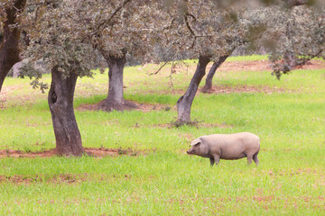Iberica pregnant pig in the meadow, Aracena, Huelva, Spain