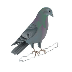 Fototapeta premium Dove Carrier pigeon domestic breed sports bird vector illustration