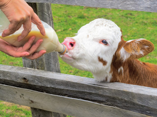 Feeding a person with a bottle of milk to a calf in spring