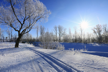 Obraz premium oaks in hoarfrost