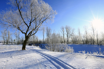 oaks in hoarfrost