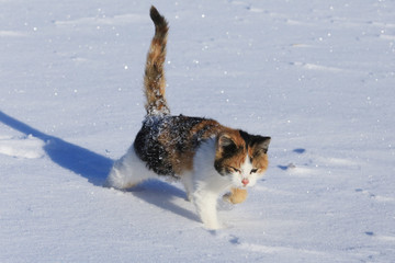 cat in the snow