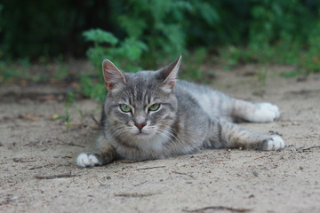 Серый полосатый кот