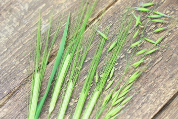 Фон колосьев пшеницы