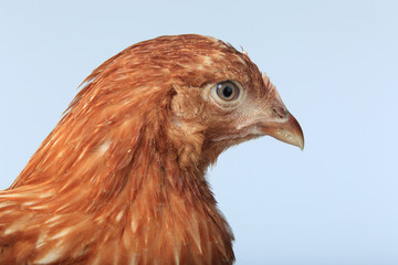 chicken-laying hens