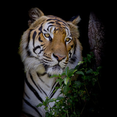 Fototapeta premium Tiger looking his prey and ready to catch it