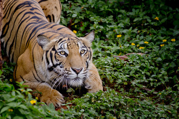 Fototapeta na wymiar Tiger looking his prey and ready to catch it