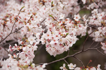 Obraz premium Sakura full bloomed in Tokyo