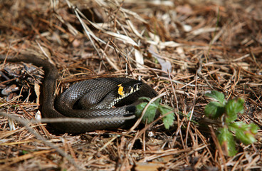 adder