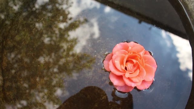 Orange rose in the water