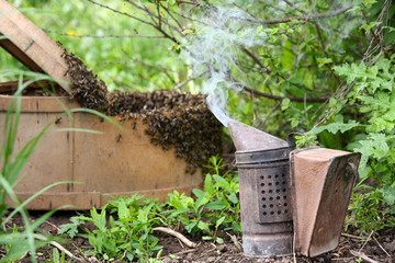 Fototapeta premium a swarm of bees