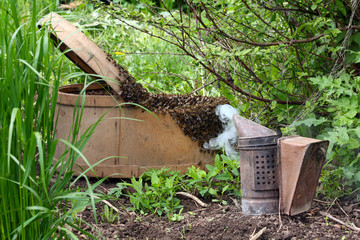 Fototapeta premium a swarm of bees