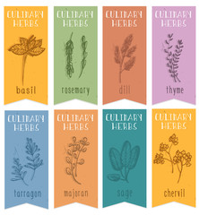 Set of 8 herbal labels on hand drawn sketch. Vertical banners with basil, chervil, rosemari,dill, sage, tarragon, majoran,thyme. Great for cooking, medical, gardening design. Vector Illustration