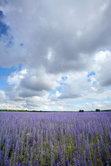 Fototapeta na wymiar clouds over a flowering meadow