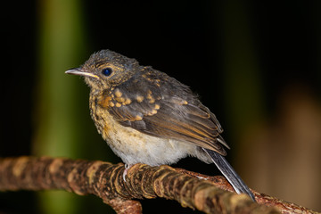 white-rumped shama (Copsychus malabaricus)