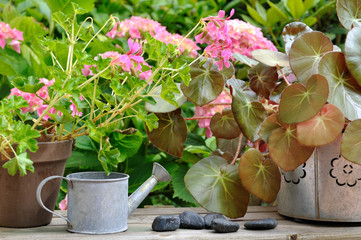 pots de fleurs et arrosoir sur tablette en bois 