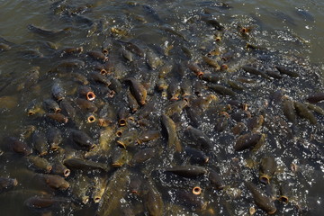 池で餌付け中の鯉