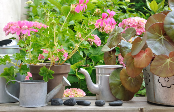 pots de fleurs et arrosoir sur tablette en bois devant hortensia 